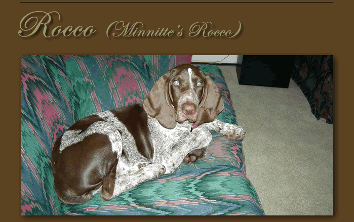 Rocco on couch