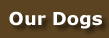 Our Dogs